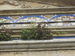 Adiantum capillus-veneris