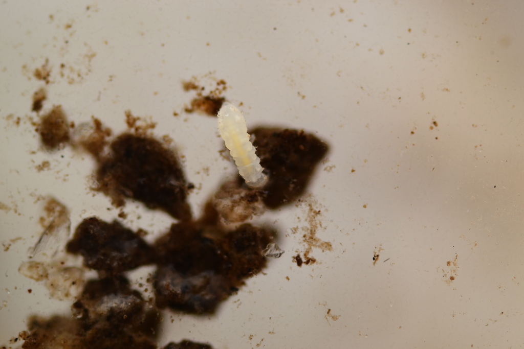 Springtail