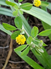 Medicago lupulina