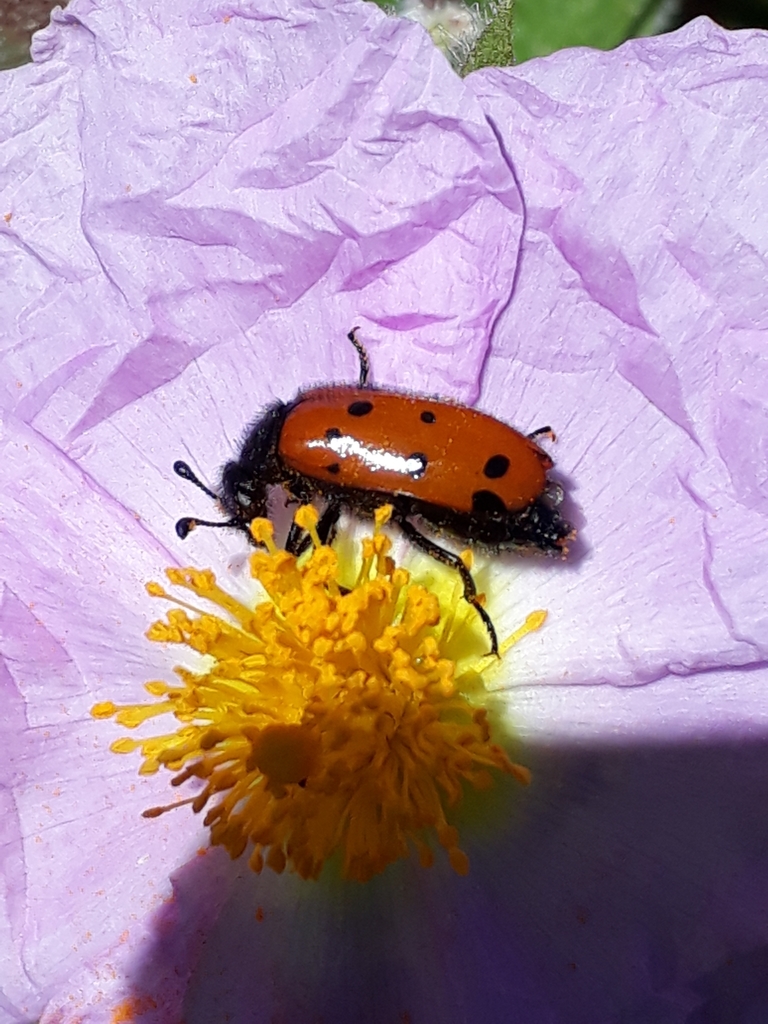 Actenodia distincta