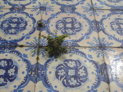 Adiantum capillus-veneris