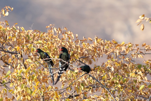 Green Woodhoopoe
