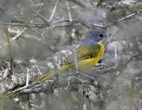 iNaturalist image