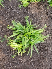 Medicago lupulina