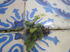 Adiantum capillus-veneris