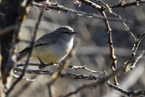 Yellow-bellied Eremomela
