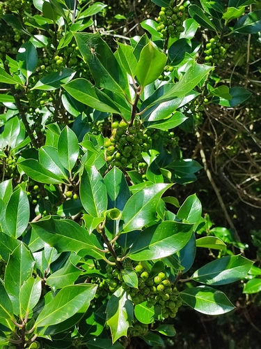 European holly