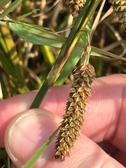 Carex lyngbyei, photograph (c) Owen Unger, some rights reserved (CC BY)