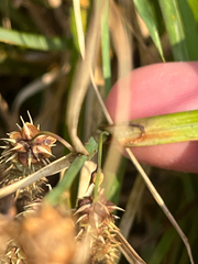 Carex lyngbyei, photograph (c) Owen Unger, some rights reserved (CC BY)