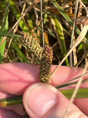 Carex lyngbyei, photograph 2