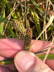 Carex lyngbyei, photograph (c) Owen Unger, some rights reserved (CC BY)