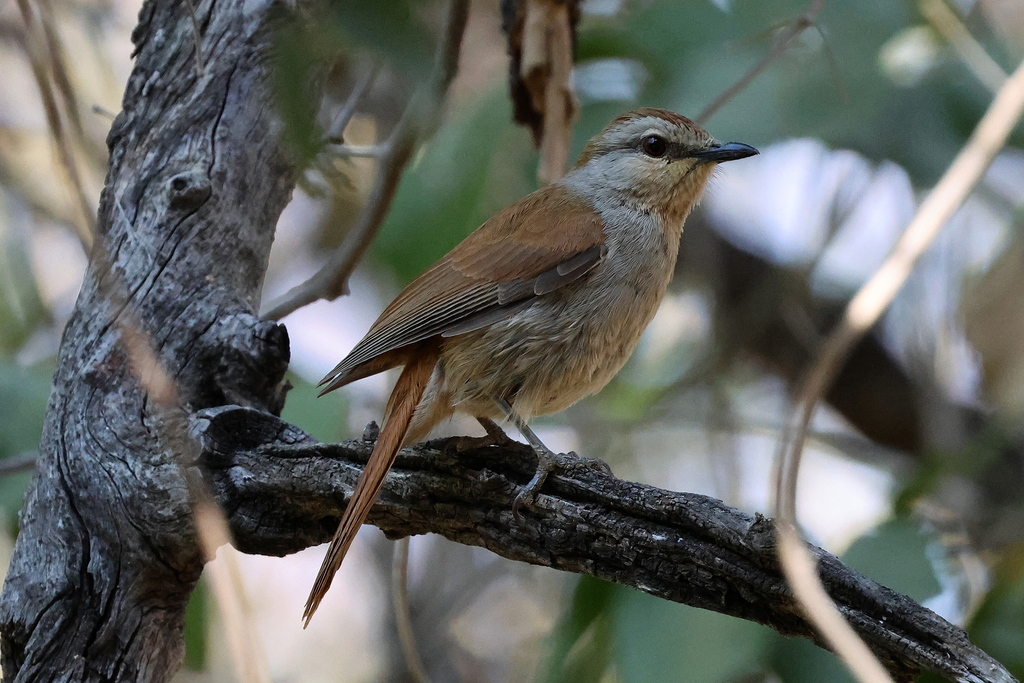 Rufous-tailed Palm-Thrush