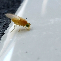 Chyromya