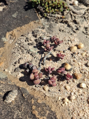 Crassula atropurpurea