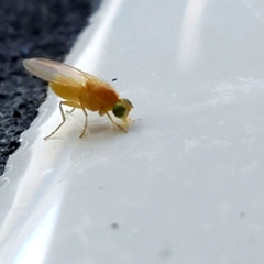 Chyromya