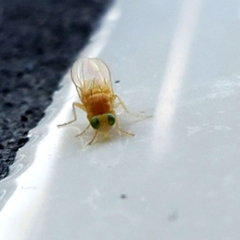 Chyromya