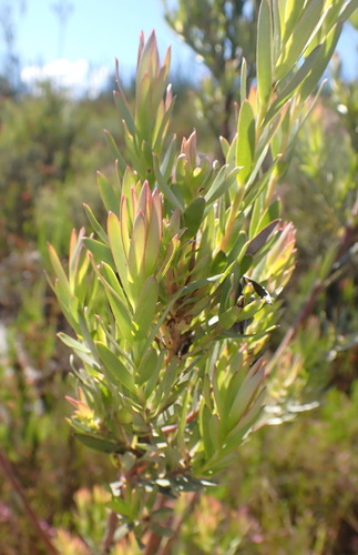 Leucadendron uliginosum, photograph 2