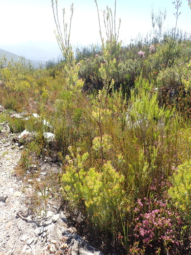 Leucadendron uliginosum, photograph 3