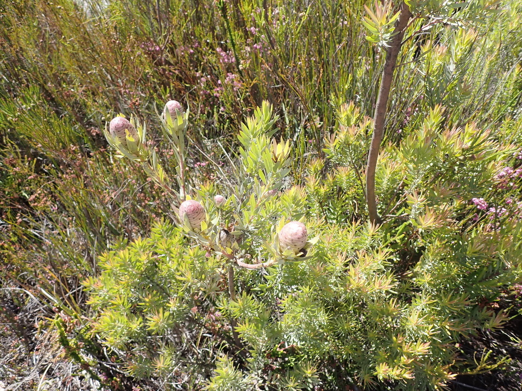 Leucadendron uliginosum; photograph (c) Nicola van Berkel, some rights reserved (CC BY-SA)