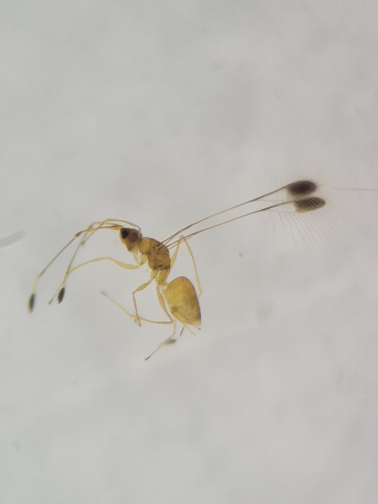 Mymar pulchellum