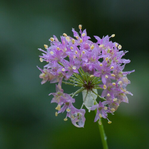 Prairie Onion
