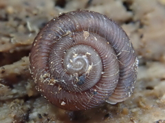 Discus whitneyi