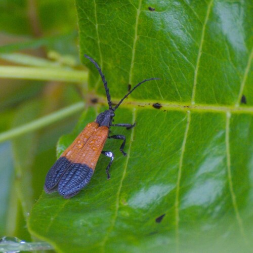 End Band Net-winged Beetle