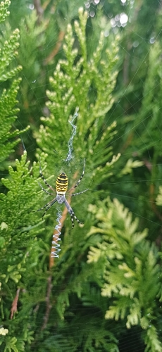 Wasp Spider