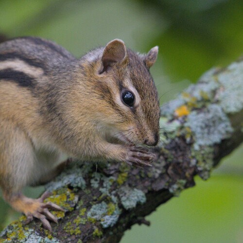 Eastern Chipmunk