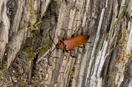 Red Pine Longhorn Beetle