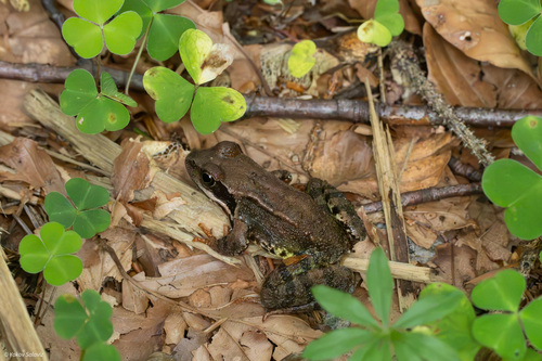 European Common Frog
