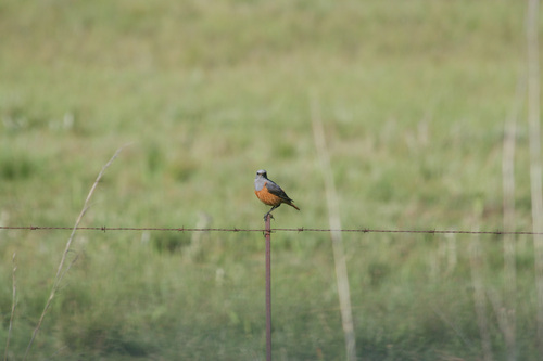 iNaturalist image