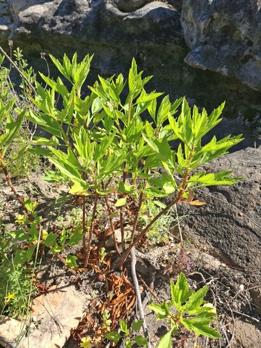 Pelargonium scabrum, photograph 5