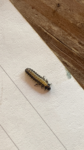 Elm Leaf Beetle