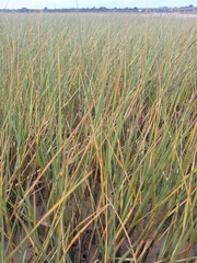 Seaside Dropseed (Sporobolus maritimus)