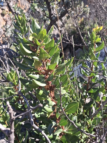 Searsia scytophylla, photograph 2
