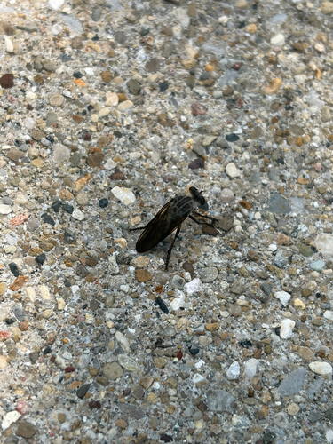 Eastern Twigsitter
