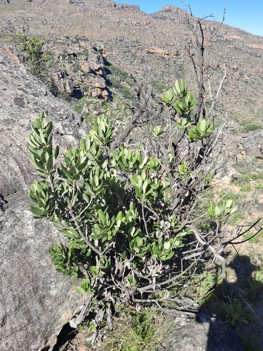 Heeria argentea, photograph 2