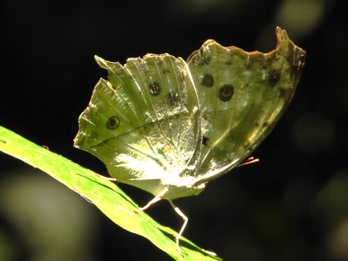 Common Mother-of-Pearl