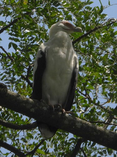 Palm-nut Vulture