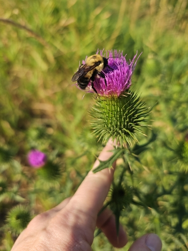 Brown-belted Bumble Bee