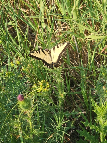 Eastern Tiger Swallowtail