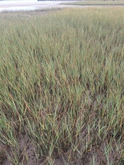Sporobolus maritimus