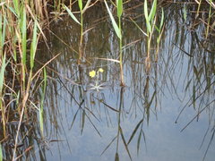 Utricularia radiata