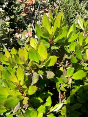 Arbutus unedo