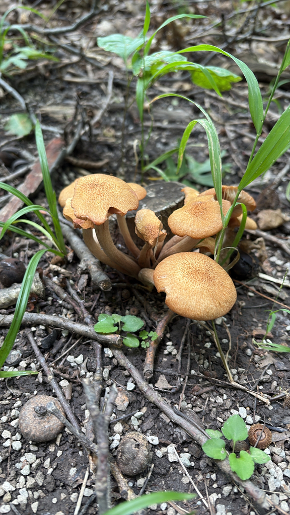Ringless Honey Mushroom · August 2026 · photo: Photo: (c) Rachel, some rights reserved (CC BY) · iNaturalist