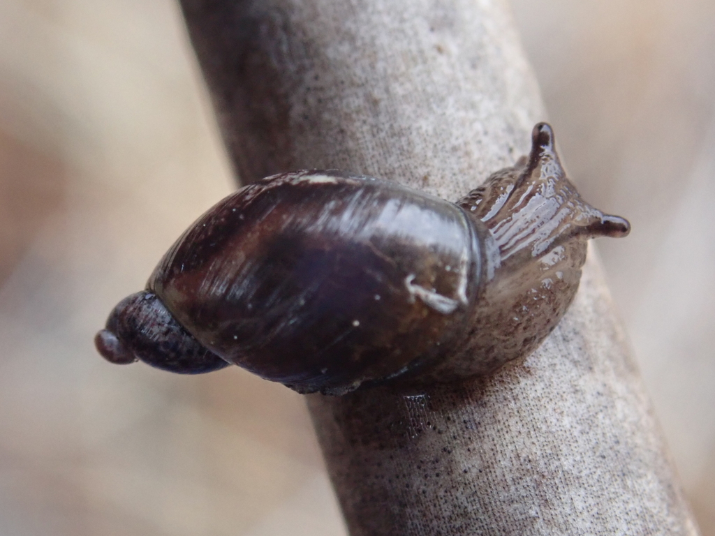 Oregon Ambersnail