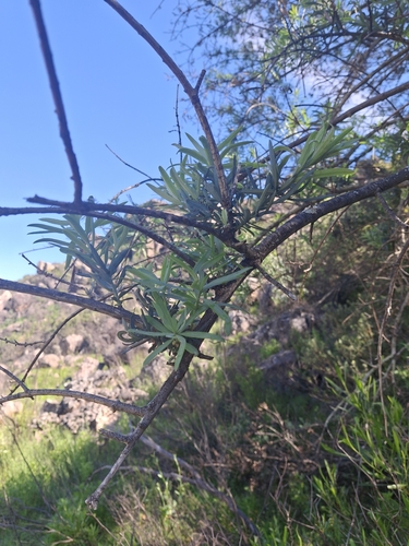 Podocarpus elongatus, photograph 3