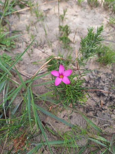 Oxalis polyphylla