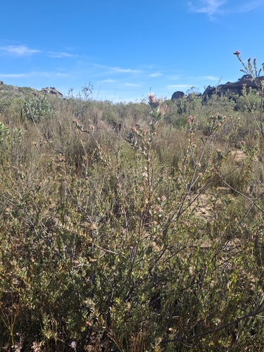 Leucospermum calligerum, photograph 3